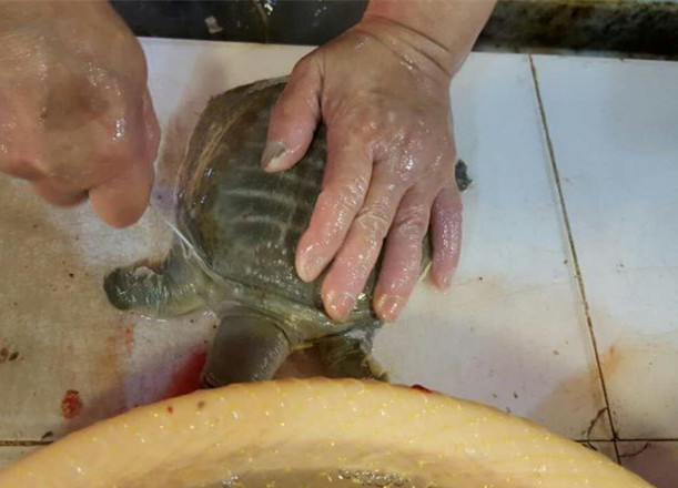 正确的宰龟方法,龟咋杀的