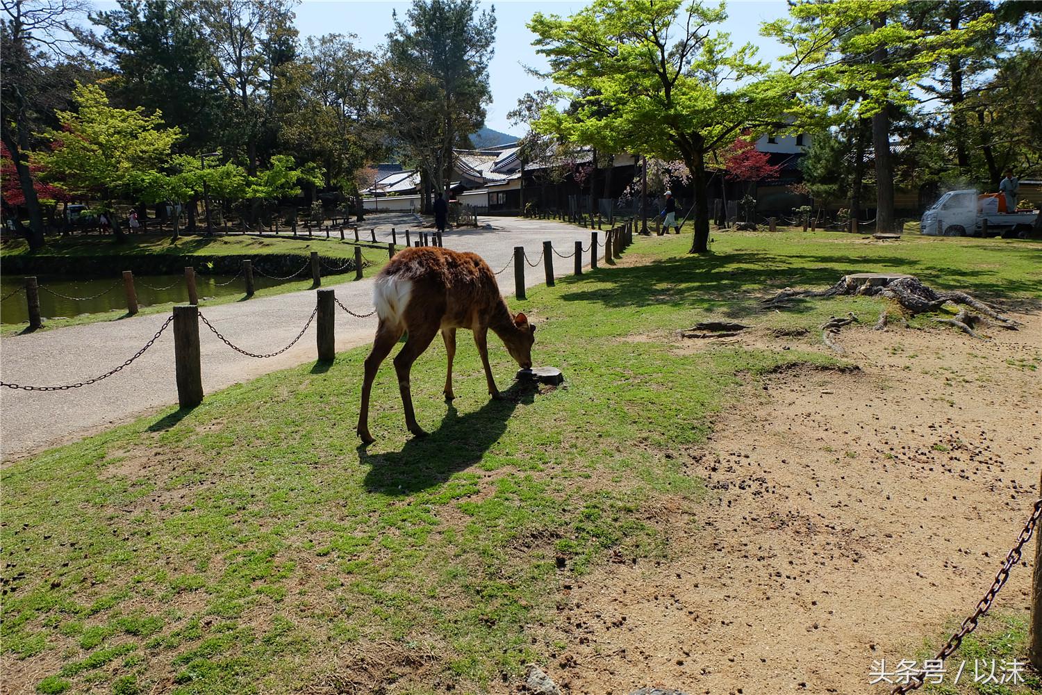 奈良公园喂小鹿视频,日本奈良公园喂小鹿