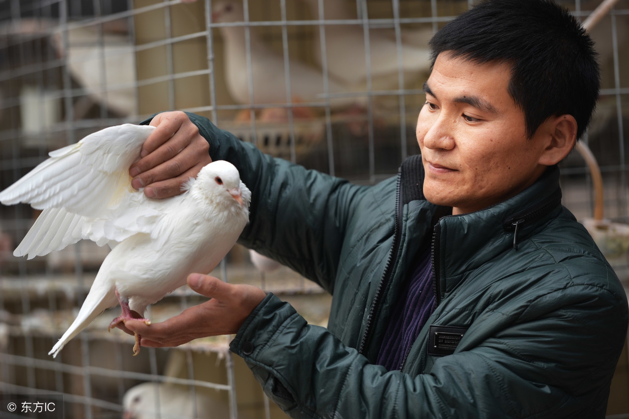 鸽子养殖前景怎样,现在养殖鸽子前景如何