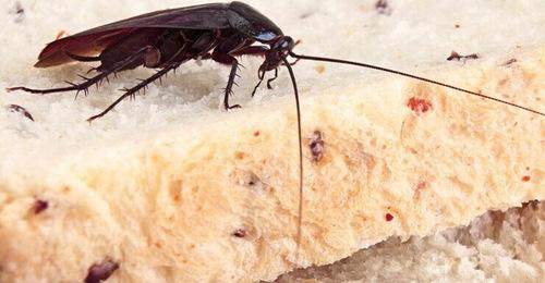 家里有蟑螂是什么寓意,家里有蟑螂是什么原因具体介绍