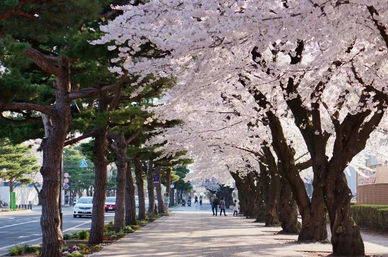 最美樱花季，国内外赏樱攻略在此！好看，好吃，好买！