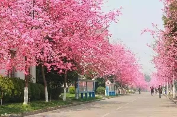 最美樱花季在哪里,南京赏樱大全带你去看最美樱花