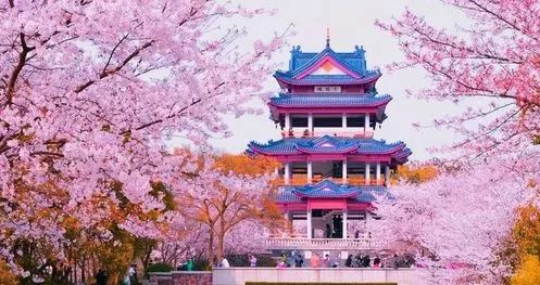 最美樱花季在哪里,南京赏樱大全带你去看最美樱花