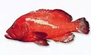 常见的大型海鲜鱼类有哪些,名贵海鲜鱼类大全