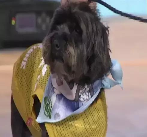 短腿柯基怎么吃狗粮,柯基腿短还是斗牛犬腿短