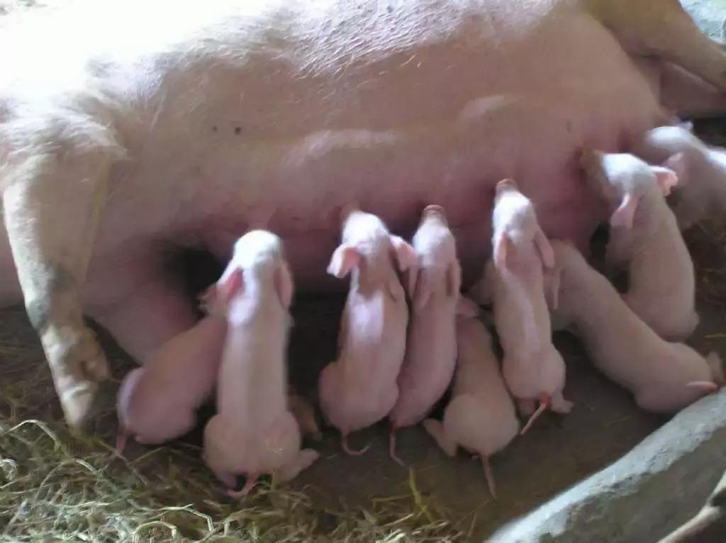 仔猪总是反反复复拉黄白痢怎么办,仔猪黄白痢斩痢散