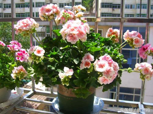 养花土壤板结生活中常用的方法,养花怎么使土壤不板结更肥沃