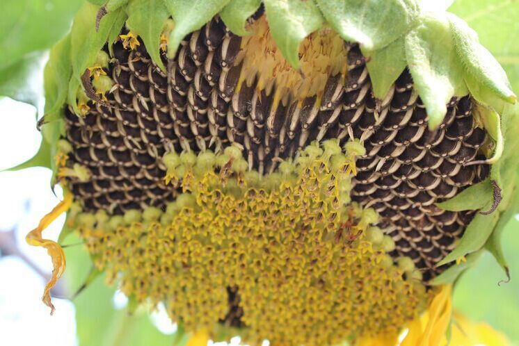 有几种维生素对眼睛好,吃什么维生素可以保护眼睛