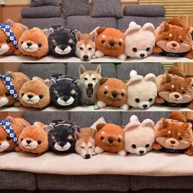 谁给你的勇气卖假药，3.15宠物行业也有血雨腥风