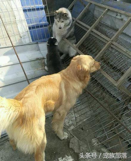 男子晒成年哈士奇，问值多少钱，网友：能蠢成这样的一般都贵...