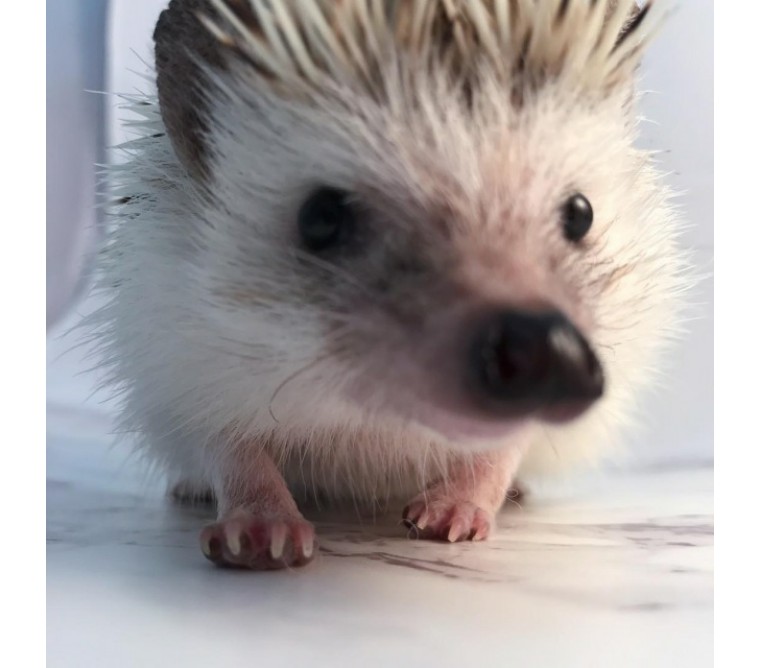 刺猬刚到新家怎么照顾,小刺猬保护自己的方法