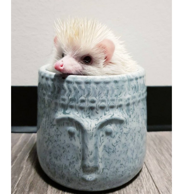 非洲迷你刺猬生了宝宝怎么照顾,怎么照顾刺猬