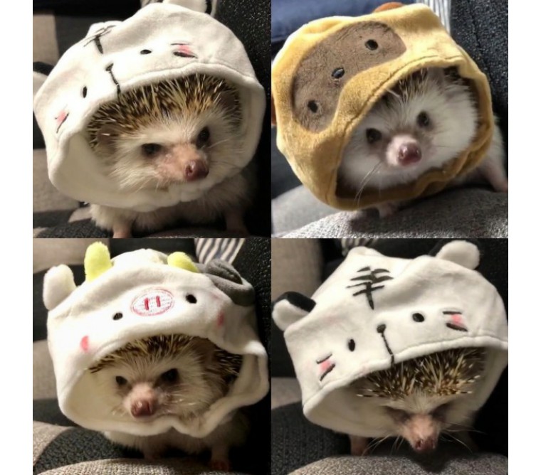 刺猬刚到新家怎么照顾,小刺猬保护自己的方法