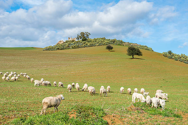 意大利西西里岛最漂亮的岛,意大利西西里的美丽传说