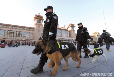 十二生肖为什么老鼠排在第一,老鼠为啥是十二生肖之首