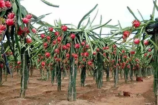 整个贵州省最好吃的东西,贵州铜仁美食排行榜前十名