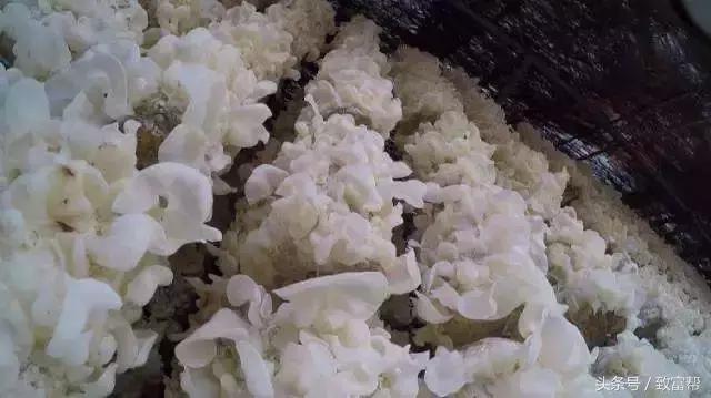 白色木耳和银耳的区别,100元一斤的黑木耳