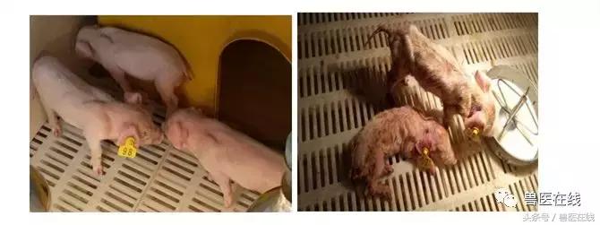 猪流行性腹泻的最佳治疗方法,猪流行性腹泻病毒存活多长时间