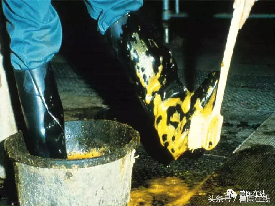 猪流行性腹泻的最佳治疗方法,猪流行性腹泻病毒存活多长时间