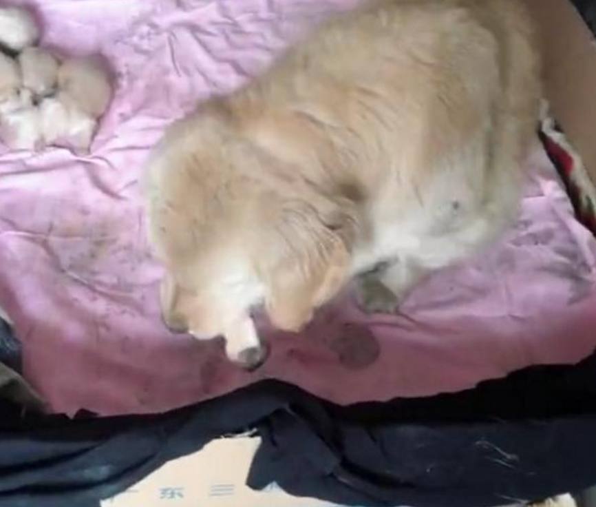 刚出生狗妈妈死掉了怎么办,刚出生几天的小狗狗哭了