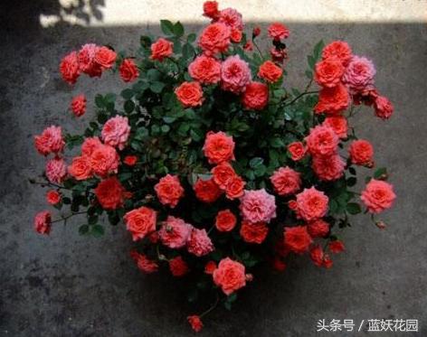 月季不能浇什么水,月季施肥不当怎么处理