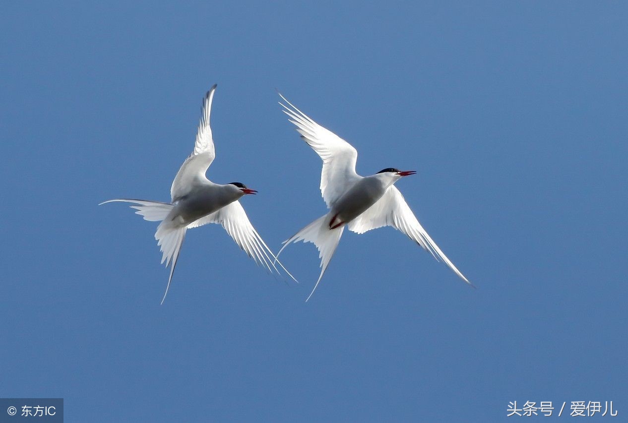 写春燕最美的诗词名句,描写春天燕子的诗句古诗词