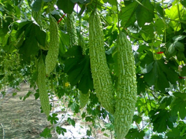 养阳是夏季养生的关键,夏日养阳的食物