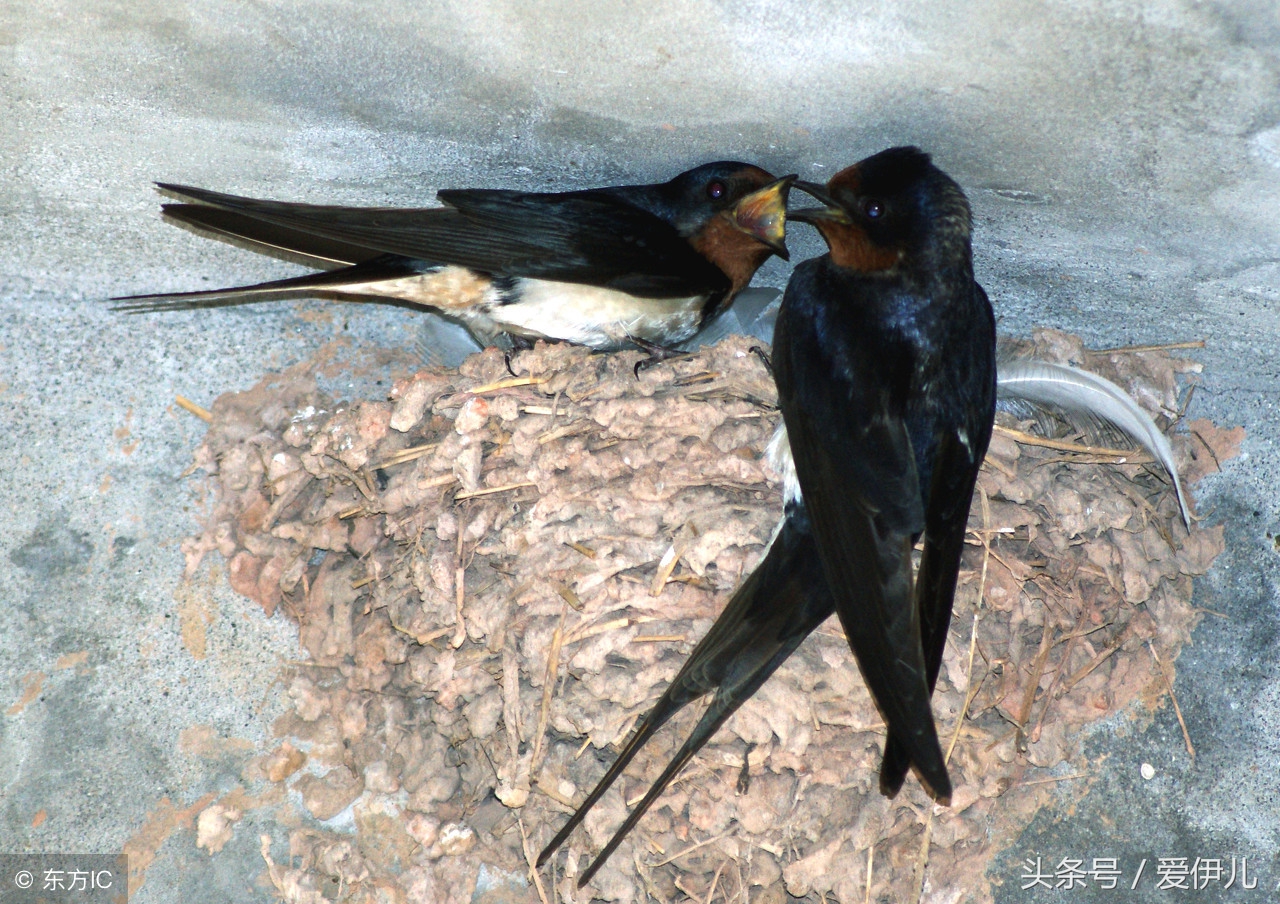 写春燕最美的诗词名句,描写春天燕子的诗句古诗词