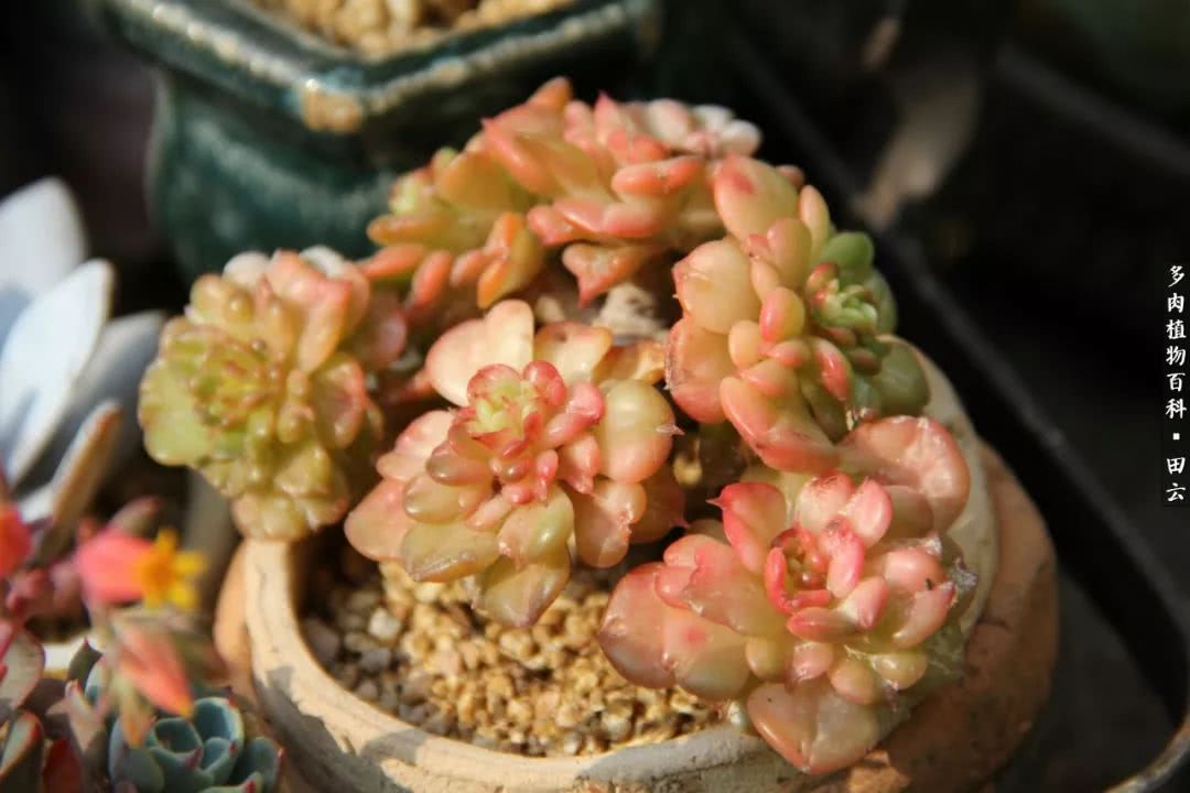 养多肉的精致生活,养多肉的乐趣在于没事瞎折腾