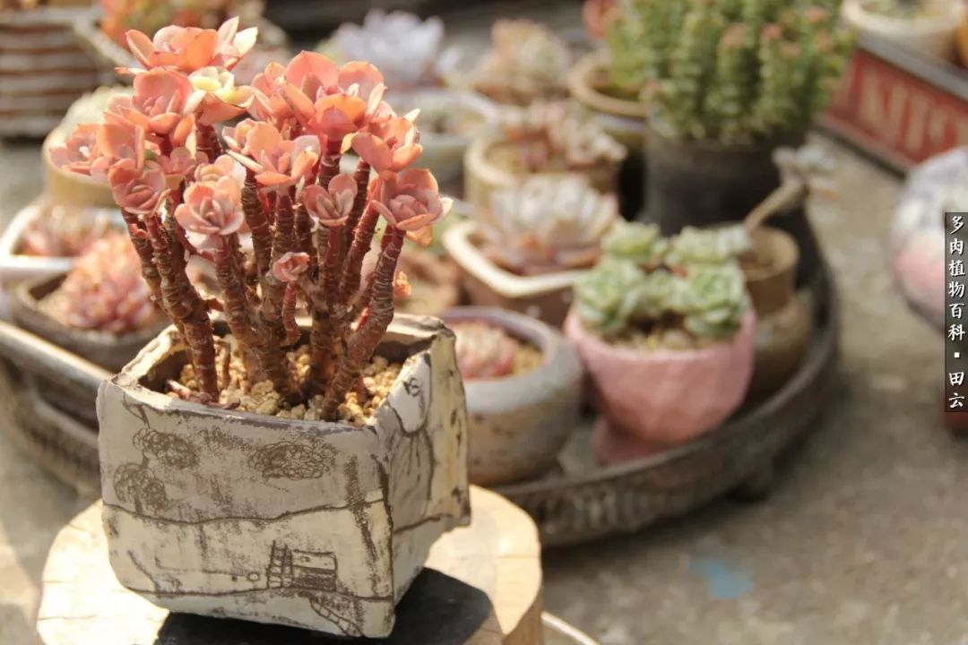 养多肉的精致生活,养多肉的乐趣在于没事瞎折腾