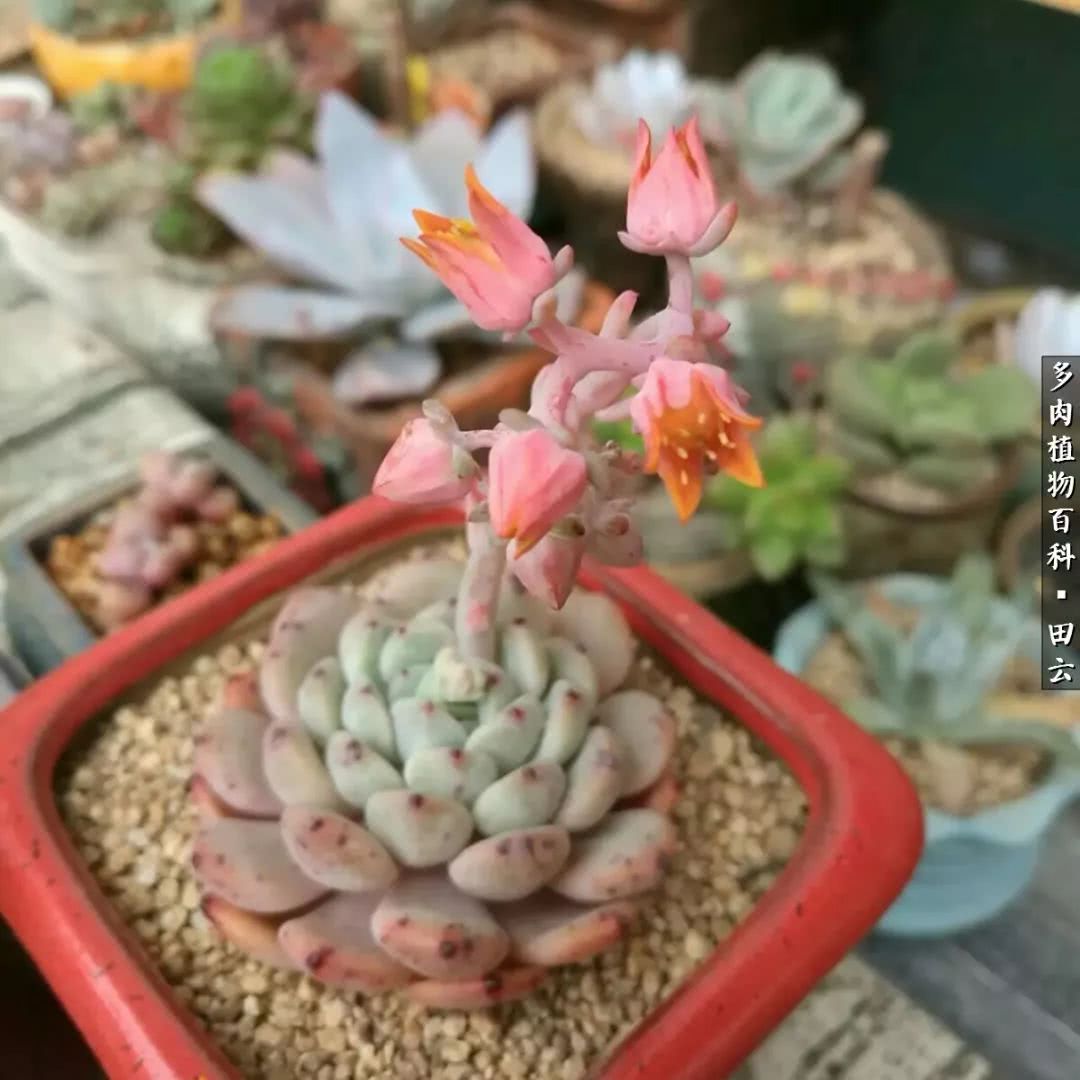 养多肉的精致生活,养多肉的乐趣在于没事瞎折腾