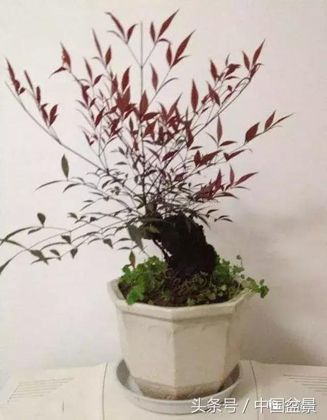 南天竹盆景鉴赏,南天竹盆景能放室内吗