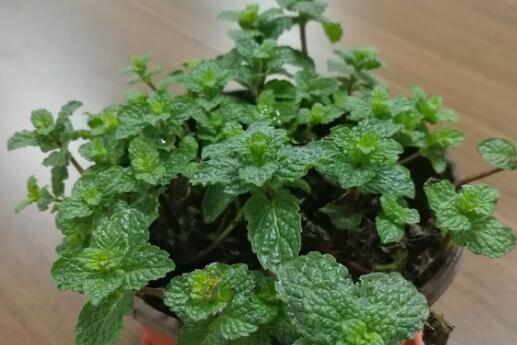 薄荷怎么养需要修剪吗,薄荷的养殖方法和注意事项有哪些