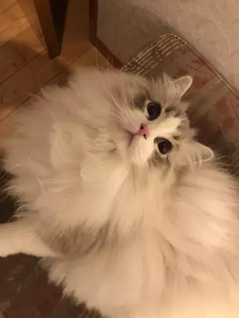 猫没毛多长时间能长出来,猫咪14个月毛量少怎么办