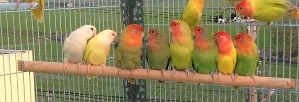 面类牡丹鹦鹉配对基因对照表,牡丹鹦鹉面类详细分类