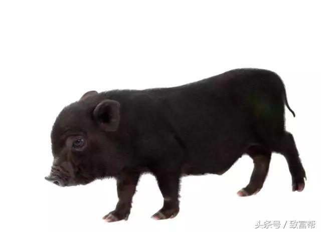 过去有哪些致富好项目,过去免费的致富金点子