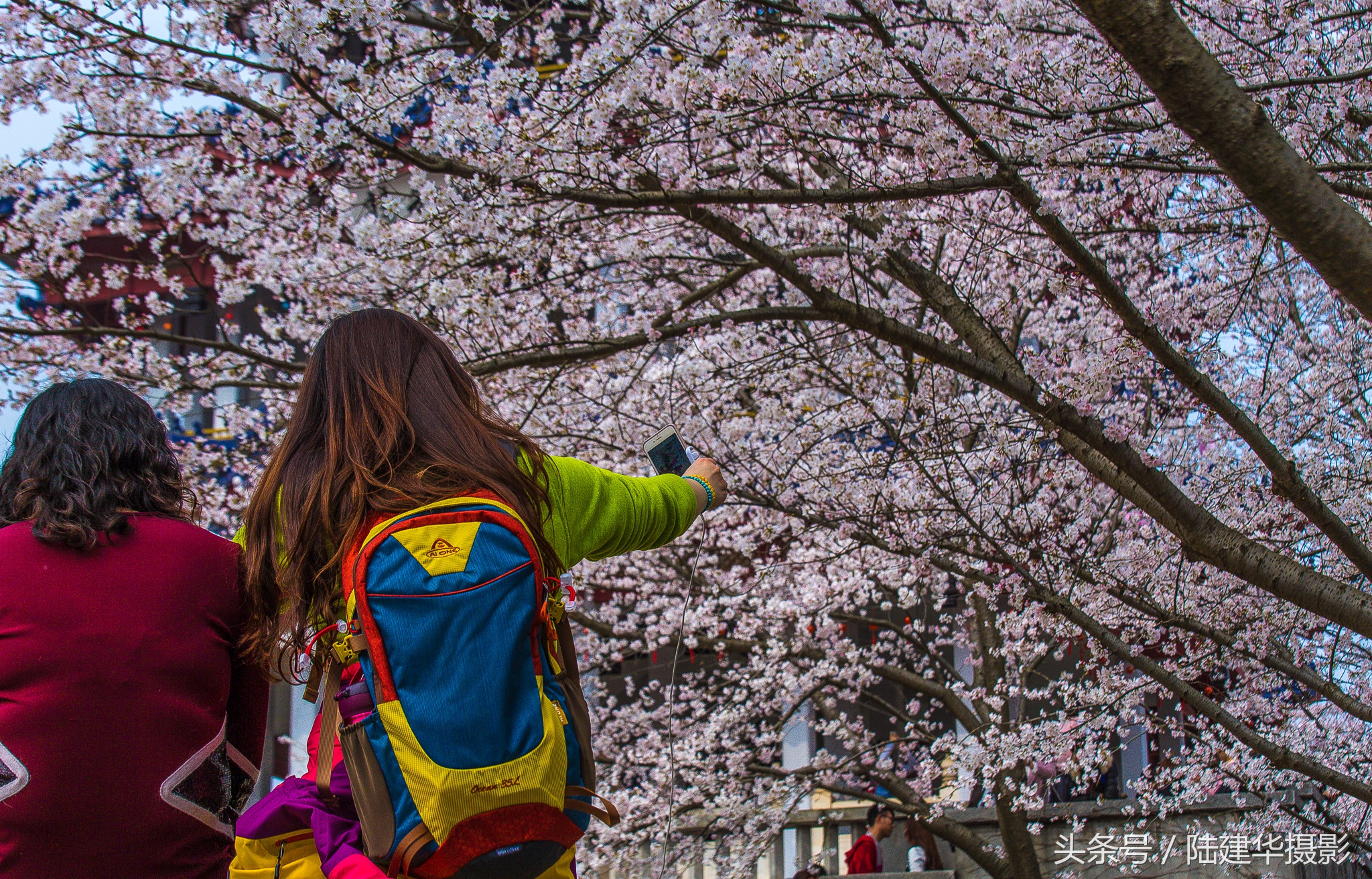 太湖鼋头渚樱花谷,鼋渚樱花是春天最浪漫的邂逅