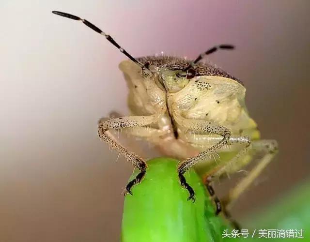 农村什么虫子有药用价值,农村臭屁虫特效药