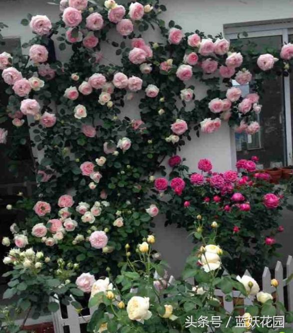 地栽月季怎么浇水,地栽月季浇水的最佳时间