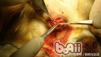 狗狗得了犬第三眼睑增生的症状及诊治