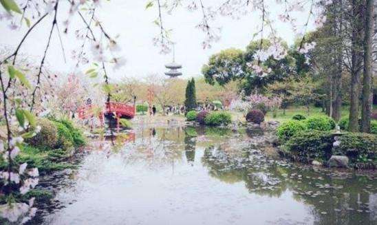 三大赏樱花胜地,又一年樱花盛开