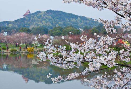 三大赏樱花胜地,又一年樱花盛开