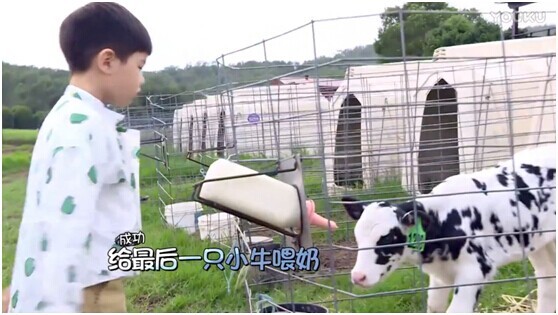 澳洲a2新款奶粉,澳洲牛奶a2官网