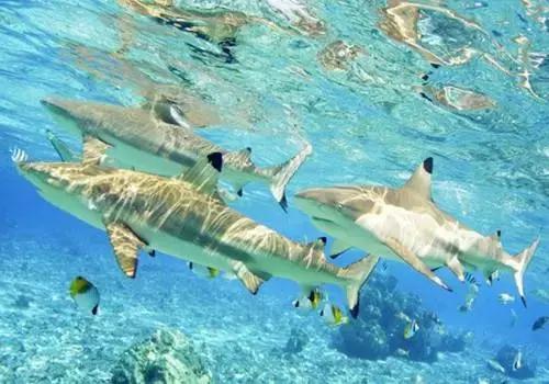 帕劳岛自由潜水 (帕劳潜水视频观看鱼群风暴)