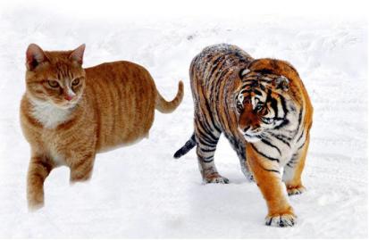 怎么说才能让猫咪听懂你说的话,猫咪对你表示友好时会有什么表现