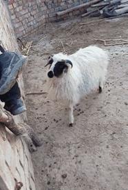 作业写不完的办法,老师布置作业太多写不完怎么办