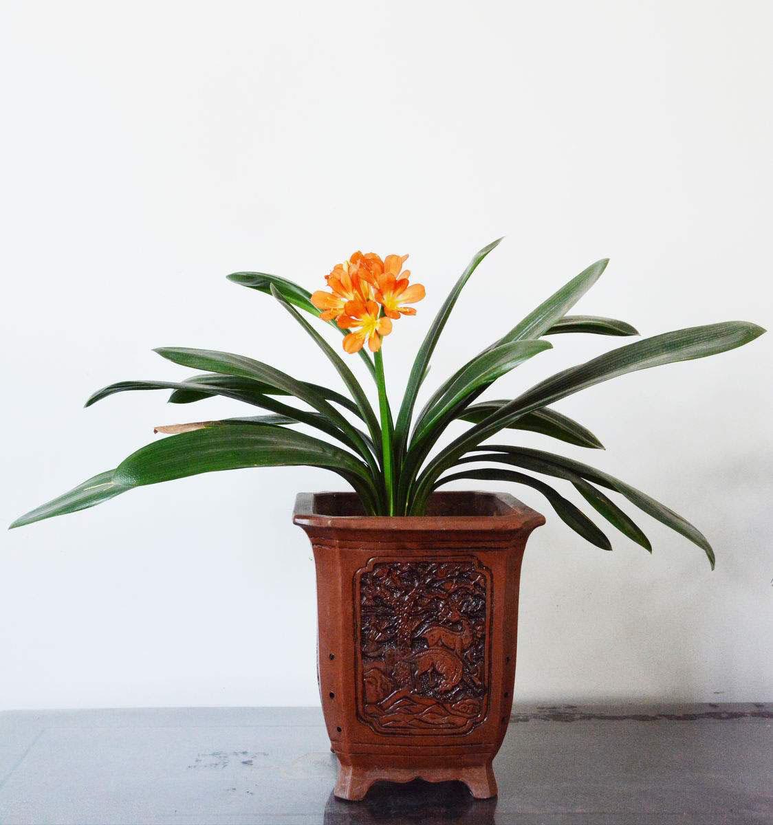 给君子兰吃补药开花旺,君子兰开花之前喂一颗生鸡蛋