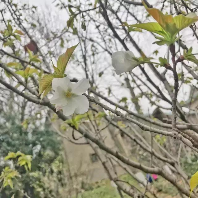真樱花和假樱花的区别,怎么分辨真樱花还是假樱花