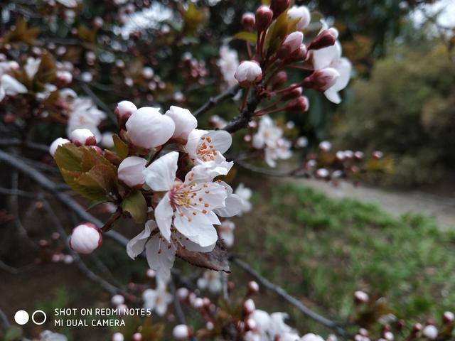 1500元左右的红米note5,红米note115g版1699元