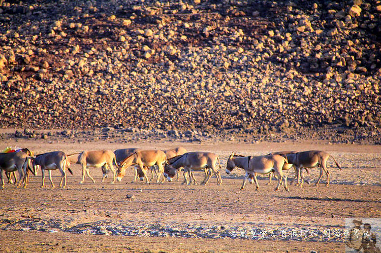 吉布提神奇的阿法人：姑娘在沙漠里放羊，男人的胡子染成红、黄色
